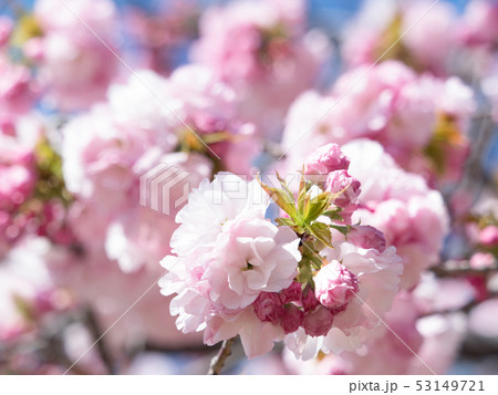 八重桜　サトザクラ群　江戸系 53149721