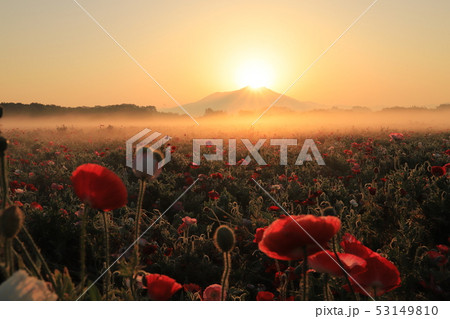 ダイヤモンド筑波とポピー ダイヤモンド筑波とポピー 53149810