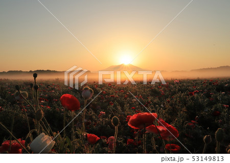 ダイヤモンド筑波とポピー ダイヤモンド筑波とポピー 53149813