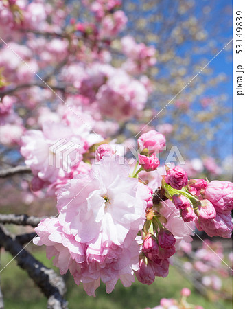 八重桜 サトザクラ群糸括 八重桜 サトザクラ群糸括 53149839