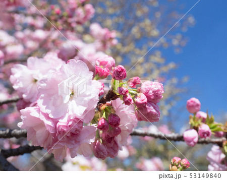 八重桜　サトザクラ群糸括 53149840