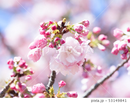 八重桜　サトザクラ群糸括 53149841