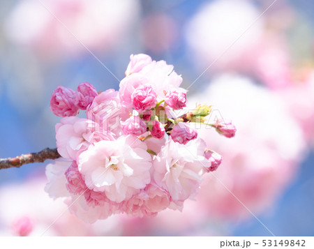 八重桜 サトザクラ群糸括 八重桜 サトザクラ群糸括 53149842