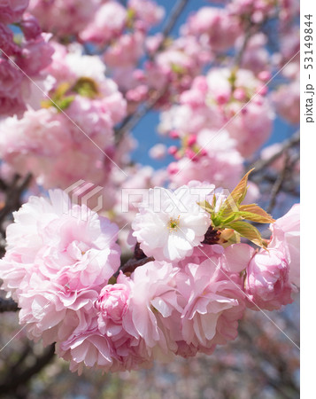 八重桜　サトザクラ群糸括 53149844