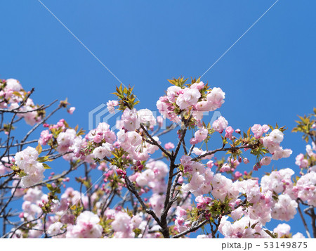 八重桜 マノガ 八重桜 マノガ 53149875