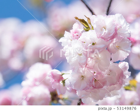 八重桜 マノガ 八重桜 マノガ 53149876