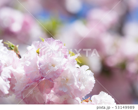 八重桜　日暮 53149989