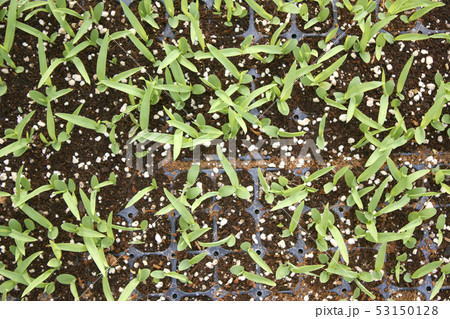 トップアングル トップ タワー 53150128