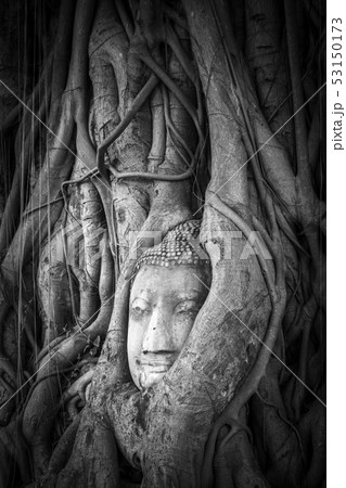 Buddha Head in Tree Roots, Wat Mahathat, Buddha Head in Tree Roots, Wat Mahathat, 53150173