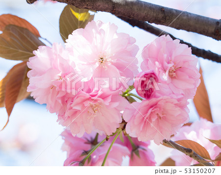 八重桜 関山の写真素材