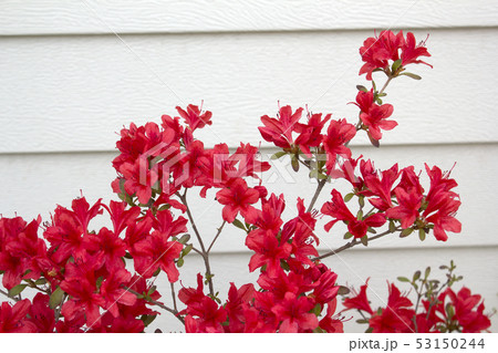 春 ツツジ チョルチュクコト 53150244