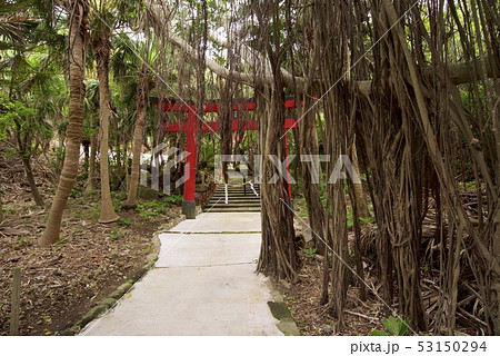 佐多岬の御崎神社の鳥居（鹿児島県肝属郡南大隅町佐多馬籠） 53150294