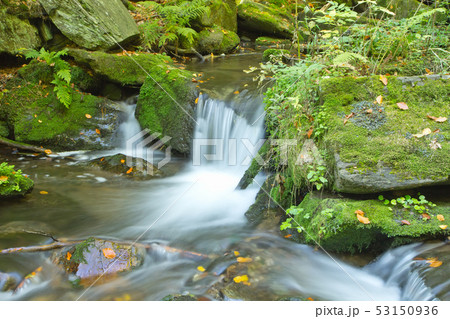 Flowing stream in the autumn forest Flowing stream in the autumn forest 53150936