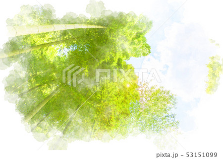 竹林　水彩画風 53151099