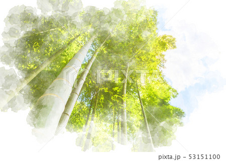竹林 水彩画風のイラスト素材 [53151100] - PIXTA