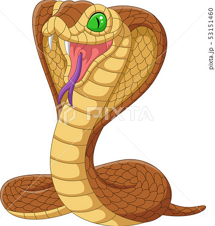 Cartoon king cobra snake on white background - Stock Illustration  [53151460] - PIXTA