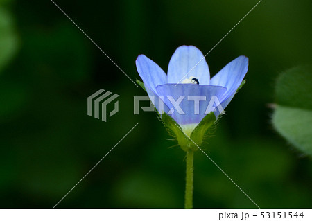 青い小さな花 オオイヌノフグリの写真素材