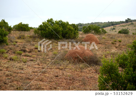 南アフリカ　蟻塚 53152629