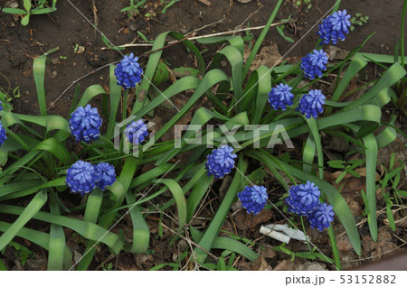 Primula blue Muscari 53152882