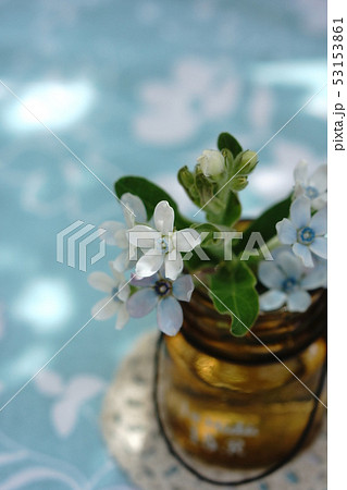 ブルースターの花 53153861