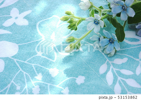 ブルースターの花束 53153862