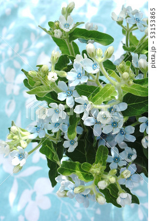 ブルースターの花束 53153865