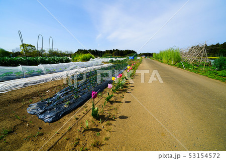 農村風景 53154572