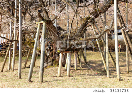 淡墨桜(うすずみざくら) 淡墨桜(うすずみざくら) 53155758