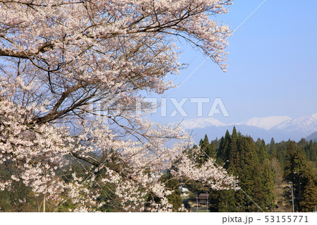 淡墨桜(うすずみざくら) 淡墨桜(うすずみざくら) 53155771