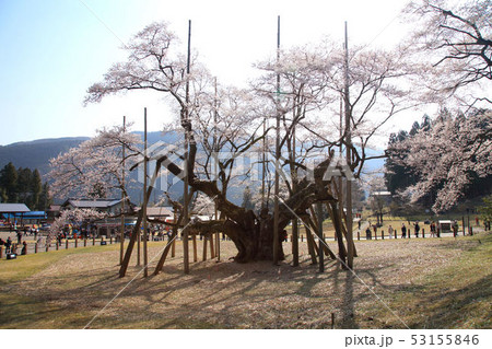淡墨桜 淡墨桜 53155846