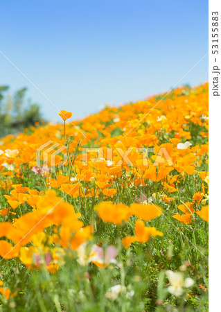 春の花 ハナビシソウの花畑 春の花 ハナビシソウの花畑 53155883