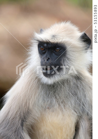 ハヌマンラングールの写真素材 [53155893] PIXTA