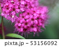 シモツケ 53156092