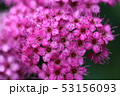 シモツケ 53156093