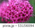 シモツケ 53156094