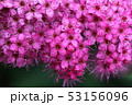 シモツケ 53156096