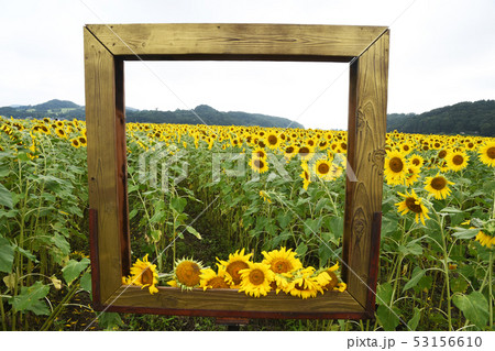 ひまわり畑のフォトスポットの写真素材 [53156610] - PIXTA