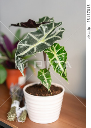 Alocasia plants. Stylish green plant in ceramic pots on wooden stand on background of gray wall 53157018