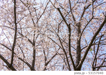 桜並木 桜並木 53157040