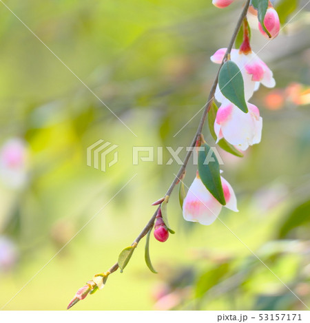 ヒメサザンカ 53157171