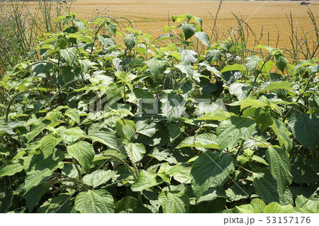 春の雑草カラムシ 春の雑草カラムシ 53157176