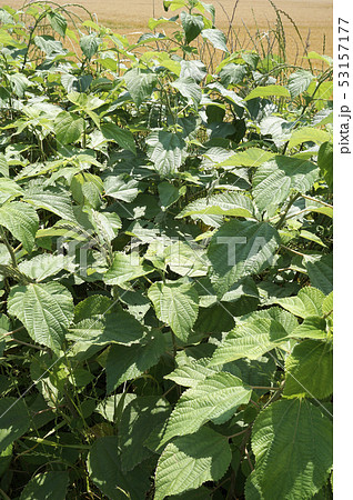 春の雑草カラムシ 53157177