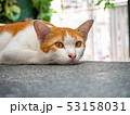 Beautiful short hair cat lying on the bed at stree 53158031