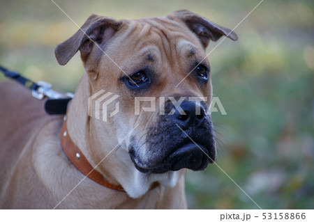 Cute ca de bou puppy with black mask close up. Cute ca de bou puppy with black mask close up. 53158866