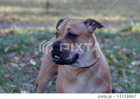 Ca de bou puppy is standing on a autumn meadow. Ca de bou puppy is standing on a autumn meadow. 53158867