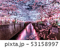 目黒川 桜 53158997