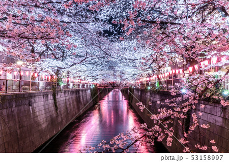 目黒川 桜 53158997