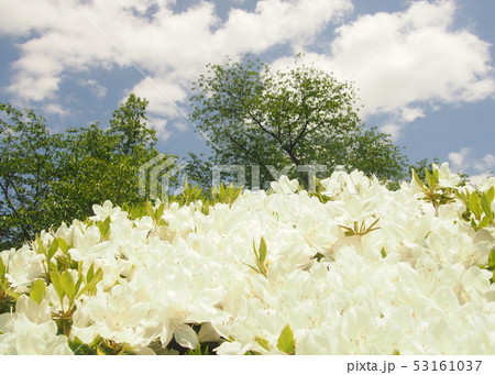 長井市白つつじ公園 53161037