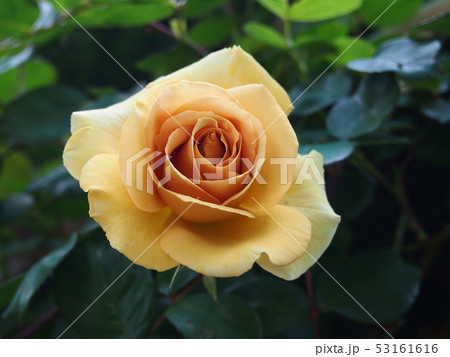 バラ・バタースコッチ・クローズアップ 53161616