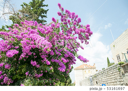 ドブロブニクの植物と街並み 53161697